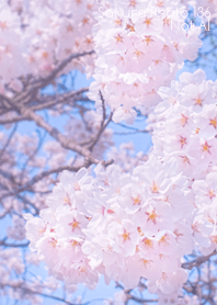 Sakura Photo 136 Not AI