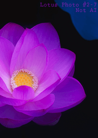 Lotus Photo #2-7Not AI