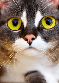 Cats run wild #DDVQ921.