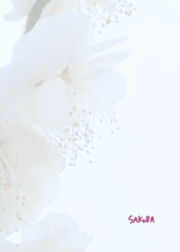 Japanese SAKURA Theme 32