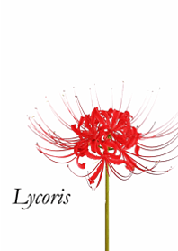 Simple and chic cluster amaryllis2.