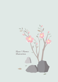 植物 / 花 / 插畫