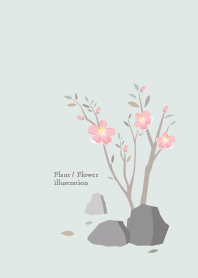 Plant / Flower / illustration