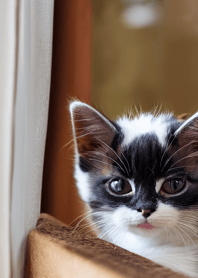 Nyanko Great Runaway#Beju152.