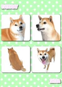 EVERYDAY SHIBA2