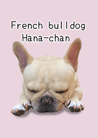 French bulldog Hana-chan