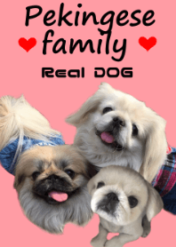 Real DOG Pekingese family