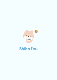 Shiba Inu3 Sunflower / Blue