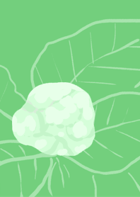 cauliflowers