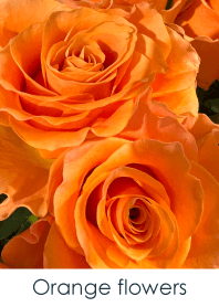 Orange flowers - hisatoto 29