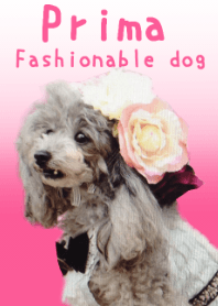 Fashionable dog -Prima-