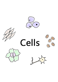 Cells