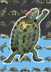 Green Turtle Live Action Blue Black
