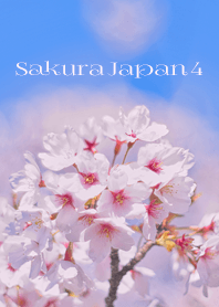 Sakura Japan 4