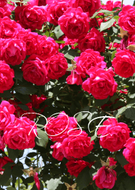ROSE THMME.