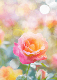 Beautiful rose flower(R1959)