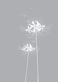 Lycoris white Background gray_jp