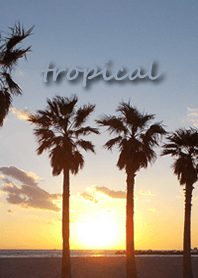 Palms at dusk soothe the mind and body !