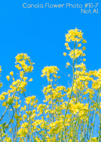 Canola Flower Photo#10-7Not AI