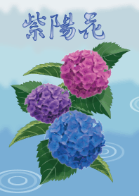 ３色紫陽花