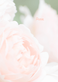 Rose Theme 15