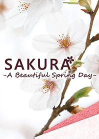 樱花-美丽的春天-