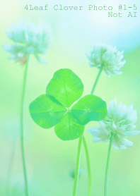 4leaf Clover Photo #1-5 Not AI