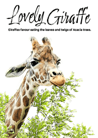 Lovely Giraffe and acacia leaves
