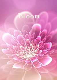 Bloom 03
