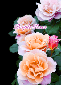 紫色の薔薇3