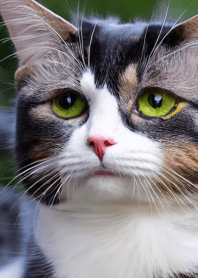 Nyanko Great Runaway#BOUBD014.