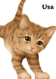 Usa Cute Tiger cat kitten