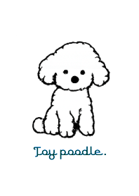 Toy poodle THEME 9