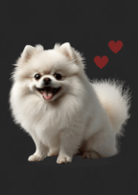 Cute Pomeranian Theme B/W 02