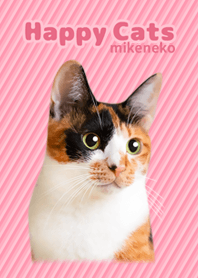 Happpy Cats mikeneko photo Theme