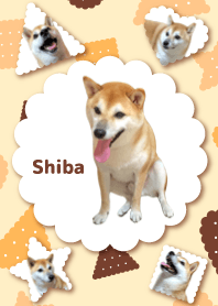柴犬の日常14【ビスケット】
