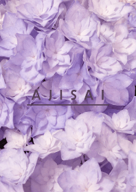 AJISAI-Purple Flower MEKYM 25