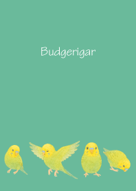 Cute Budgerigar2 on bluegreen