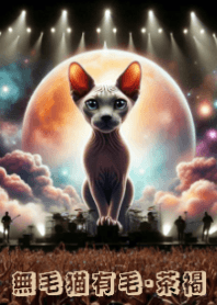 Meow's concert6_bb-Hairless Cat has Fur