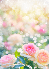 Beautiful rose flower(R2507)