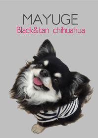 MAYUGE Black&tan chihuahua