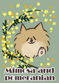 Mimosa and pomeranian