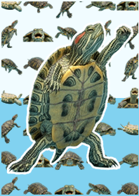 Green Turtle Live Action Blue