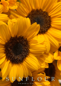 sunflower...4