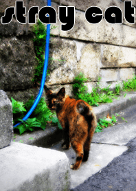 ストレイキャット