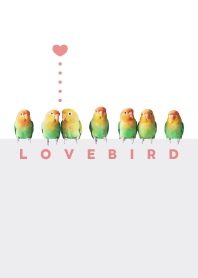 LOVEBIRD - Nyasa Lovebird - White