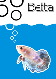 ปลากัด ไทย 1