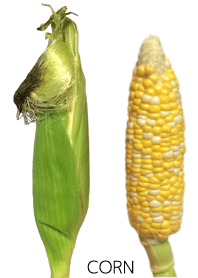 A lot of corn