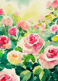 Beautiful rose flower(R4046)