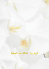 Phalaenopsis orchid Theme